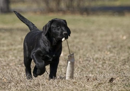 Black,Lab,Puppy,Happily,Retrieving,Her,Bumper.